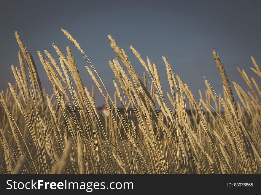 A close up of wheat ears in a meadow and dark clouds above. A close up of wheat ears in a meadow and dark clouds above.