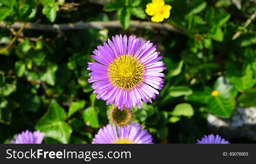 Purple And Yellow Flowers