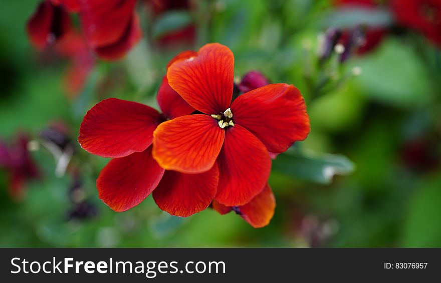 Red Flower