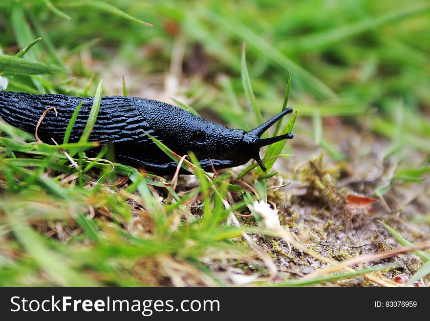 Black Snail on Grass