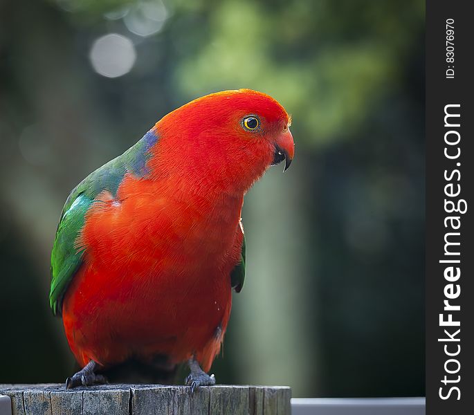 Red and Green Bird on Gray Tree