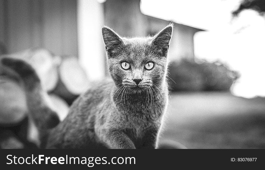 A close up portrait of a black and white cat.