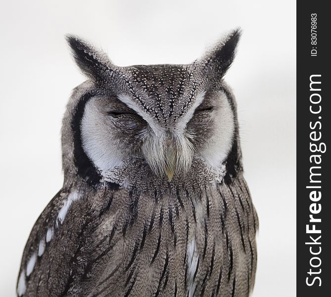 Gray White Snow Spotted Owl Close Up Photo