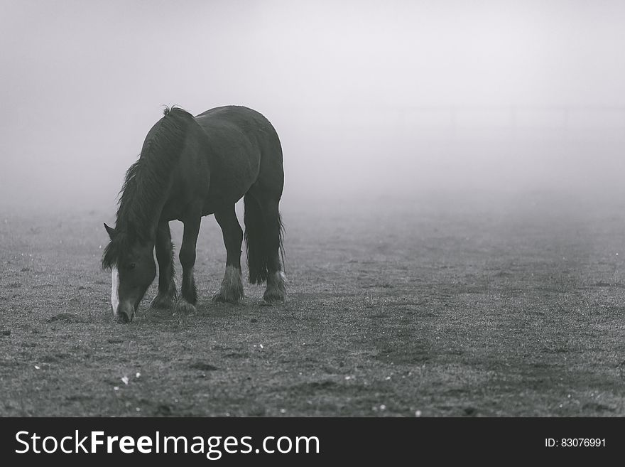 Black Horse on Grey Soil With Fogs