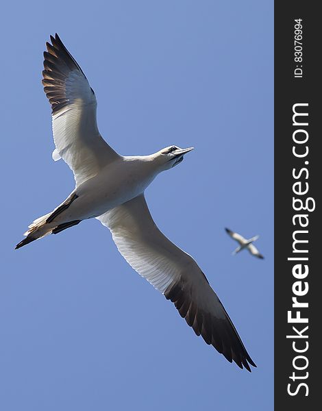 White And Black Bird Flying Under Blue Sky During Daytime