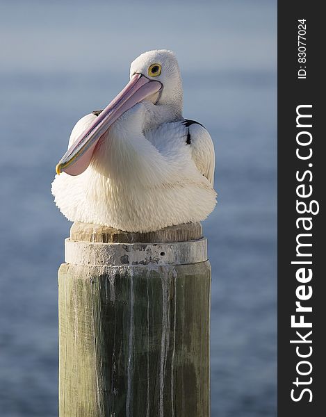 White and Black Bird on Brown Wooden Post