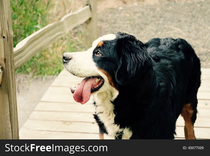 Black Brown and White Long Coat Medium Dog Near Brown Wooden Fence