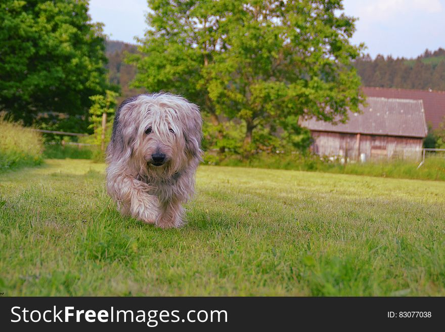 Brown Gray And White Hairy Medium Size Dog Walking On Green Grass Field During Daytime