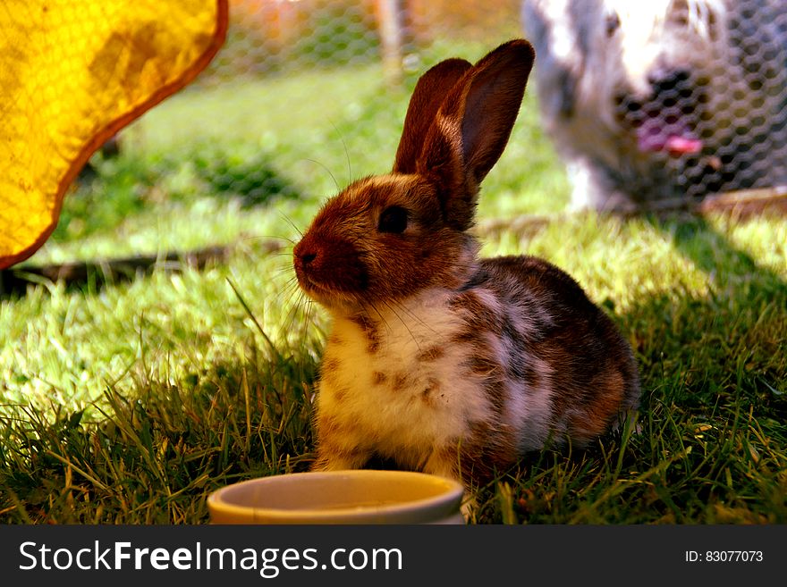 Brown and White Rabbit on Green Grass