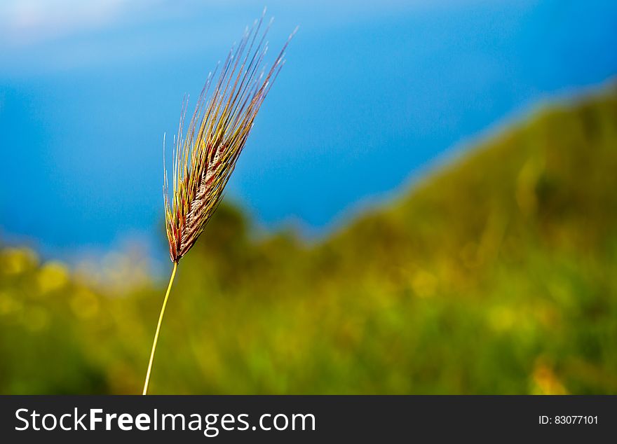 A stalk of wild cereal crops with a green and blue nature background. A stalk of wild cereal crops with a green and blue nature background.