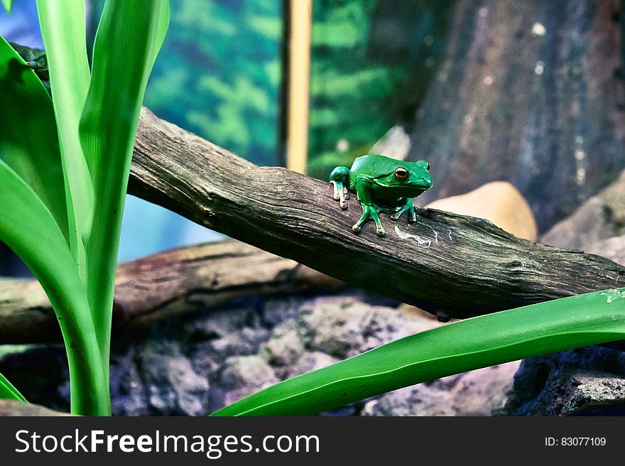 Green Tree Frog Perching on Tree during Daytime
