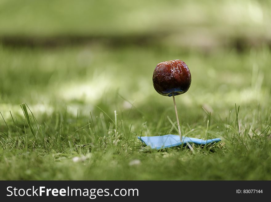 Red And Blue Lollipop On Green Textile Surrounded By Green Grass