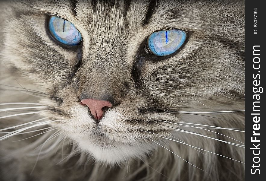 Blue Eyed Grey Tabby Cat