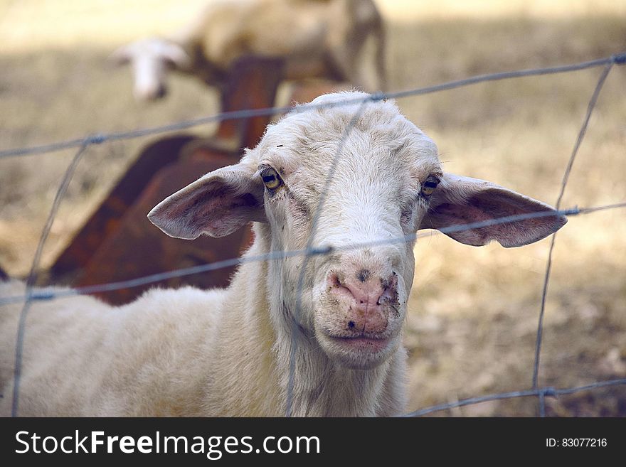 A goat looking from behind a fence. A goat looking from behind a fence.