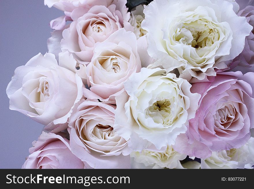 A bouquet of white and red roses. A bouquet of white and red roses.