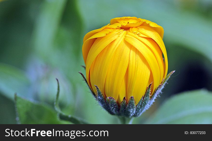 Yellow Flower Bud during Day Time