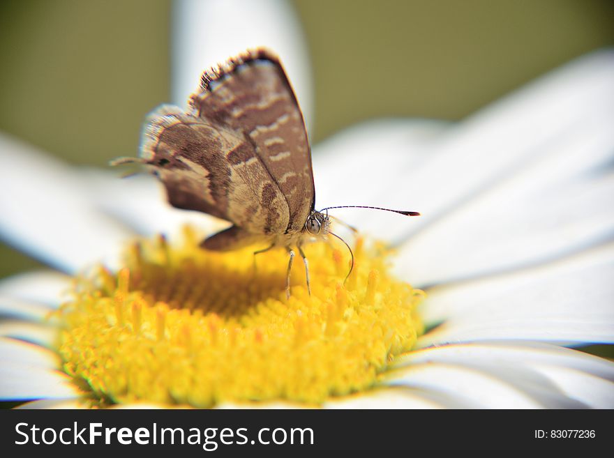 Macro view of brown butterfly on yellow flower.