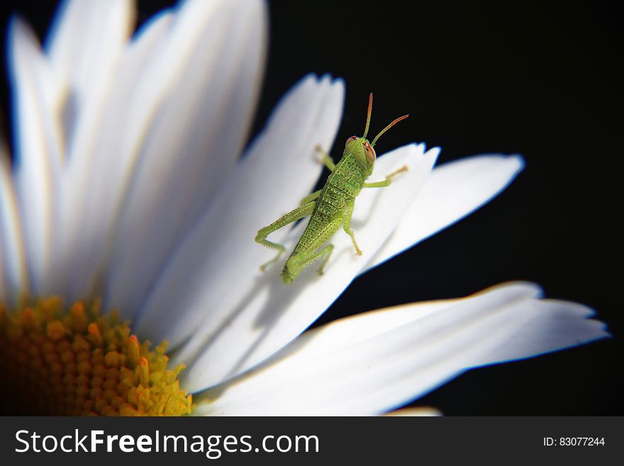 Green Grasshopper On Daisy Flower