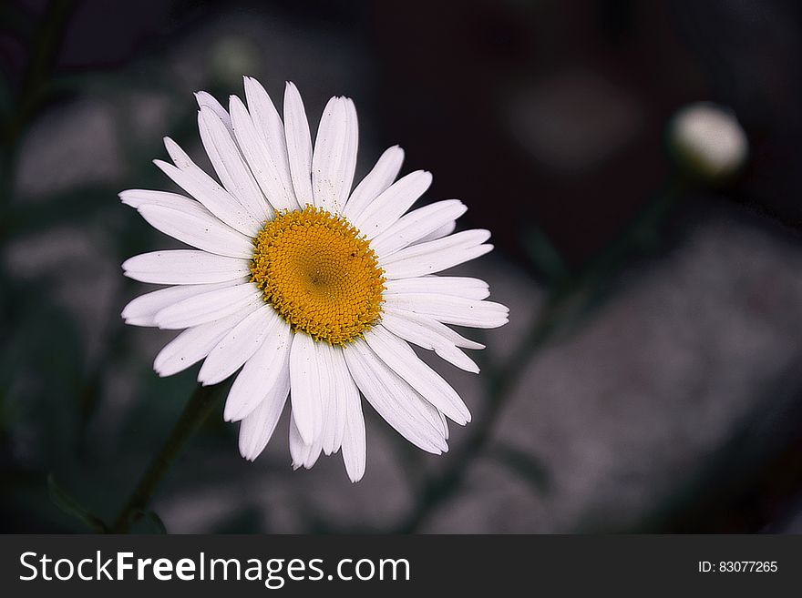 Closeup of a blooming daisy.