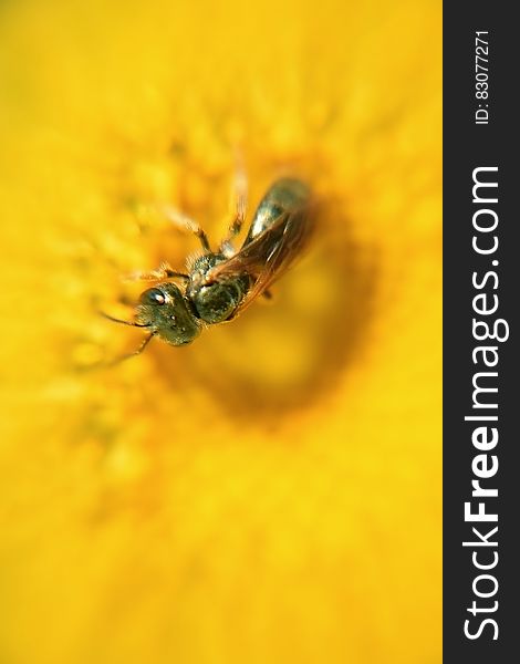 A close up of a bee pollinating a yellow flower. A close up of a bee pollinating a yellow flower.