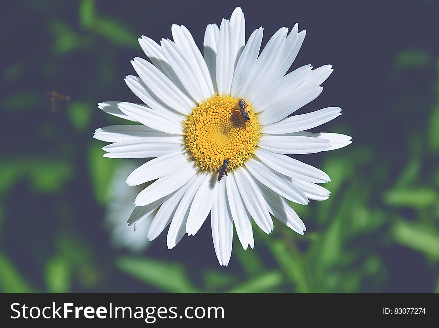 Bees On Daisy Flower