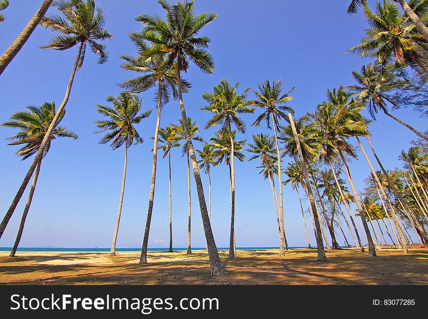 A tropical beach with tall palm trees. A tropical beach with tall palm trees.