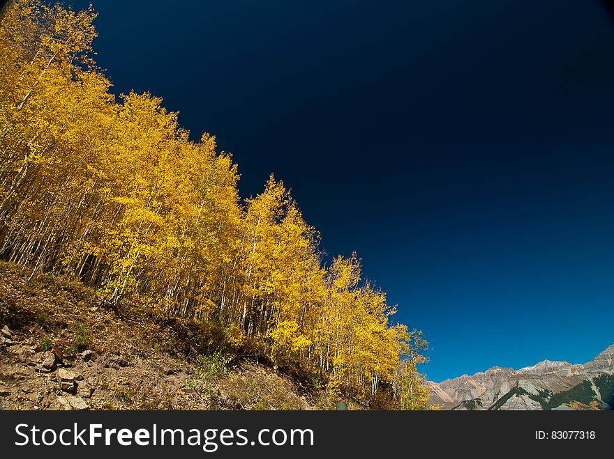 Yellow Leaf Tree On Brown Mountain Slope