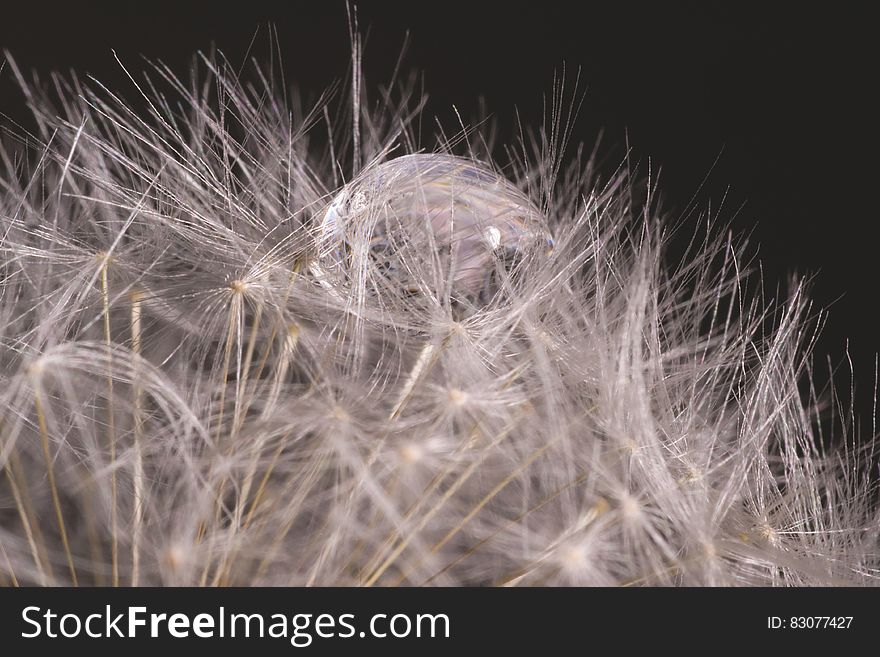 Close Up Photography of Water Drop on White Dandelion Flower