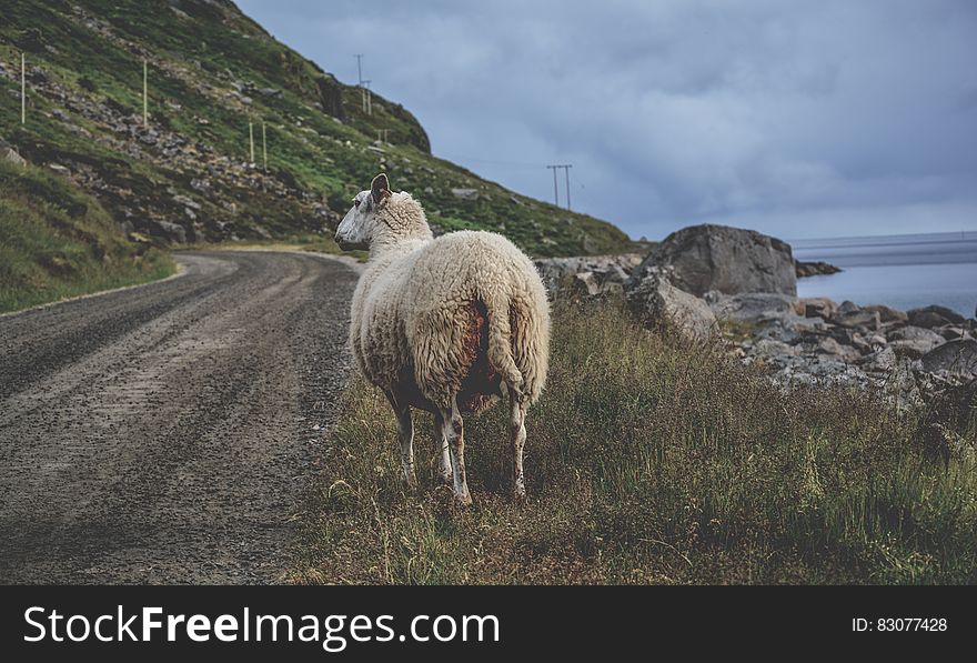 White Sheep Standing On Green Grass Near Sea