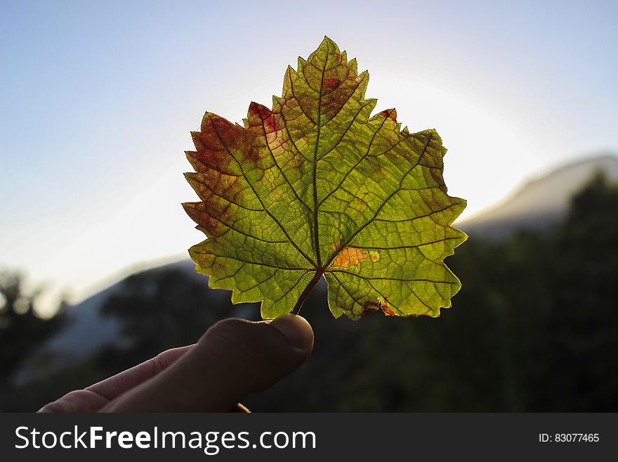 Fingers of person holding single autumn maple leaf outdoors with sky background.