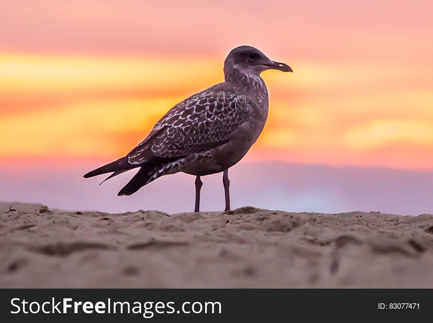 Grey Bird on White Beach Sand