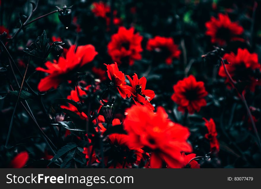 Red Petal Flowers