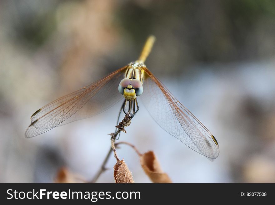 Elevated macro view of dragonfly. Elevated macro view of dragonfly.