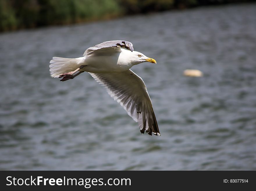 Seagull Flying Above The Sea During Day Time