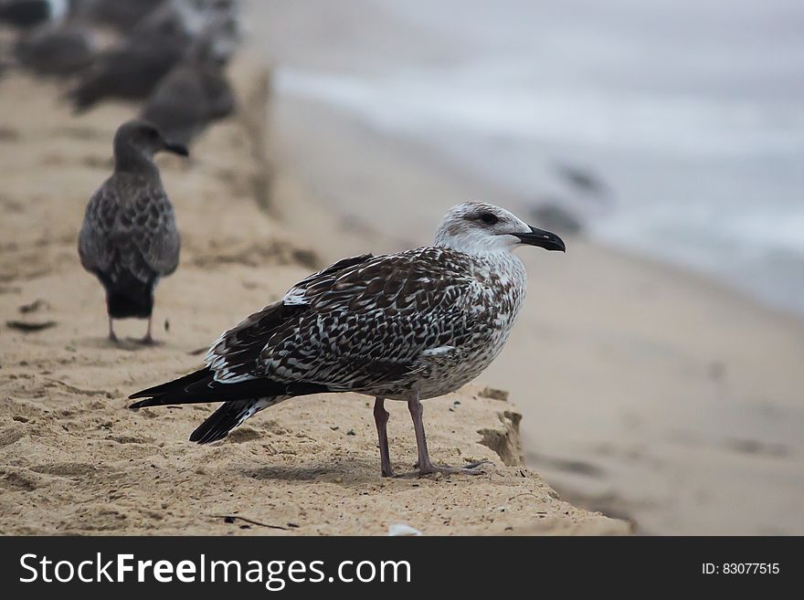 Black and White Bird on Brown Sand