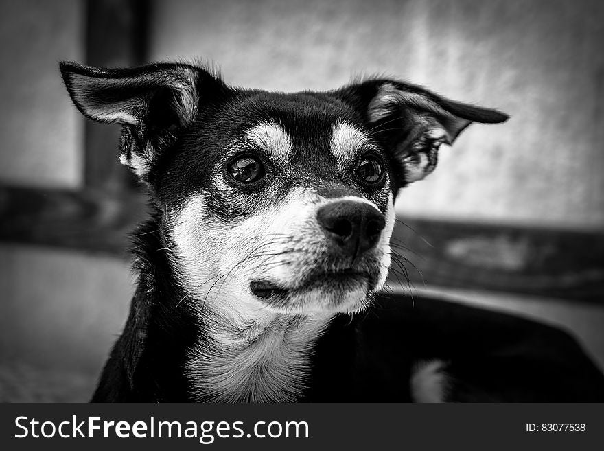 Grayscale Photography of Short Coated Dog