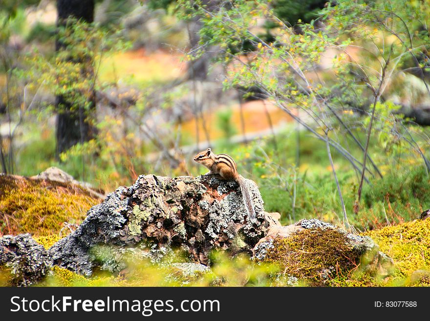 Beige and Black Chipmunk Standing on Grey Rocks Beside Green Tree Plants