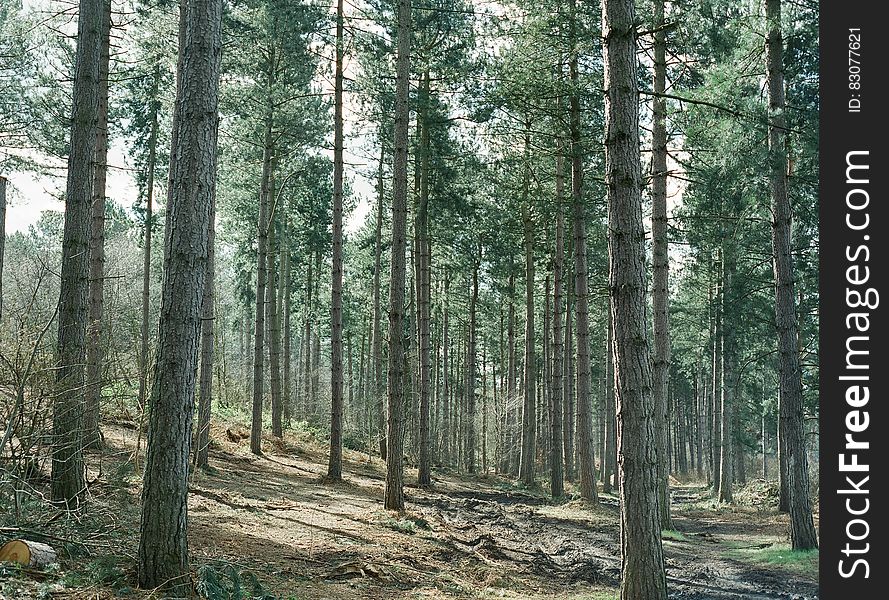 Pine Trees In Forest