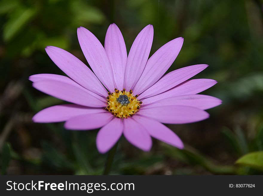 Purple Petal Flower