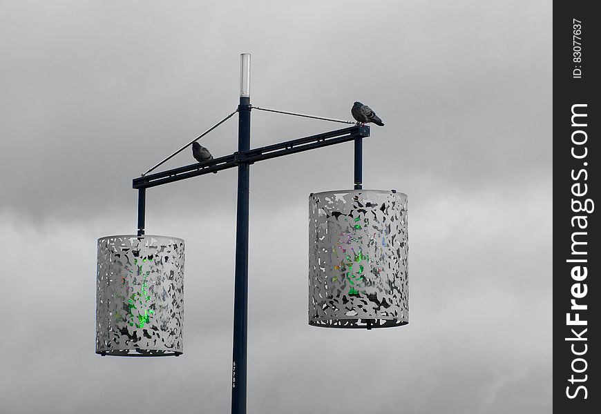 2 Street Light With 2 Bird Grayscale Photography