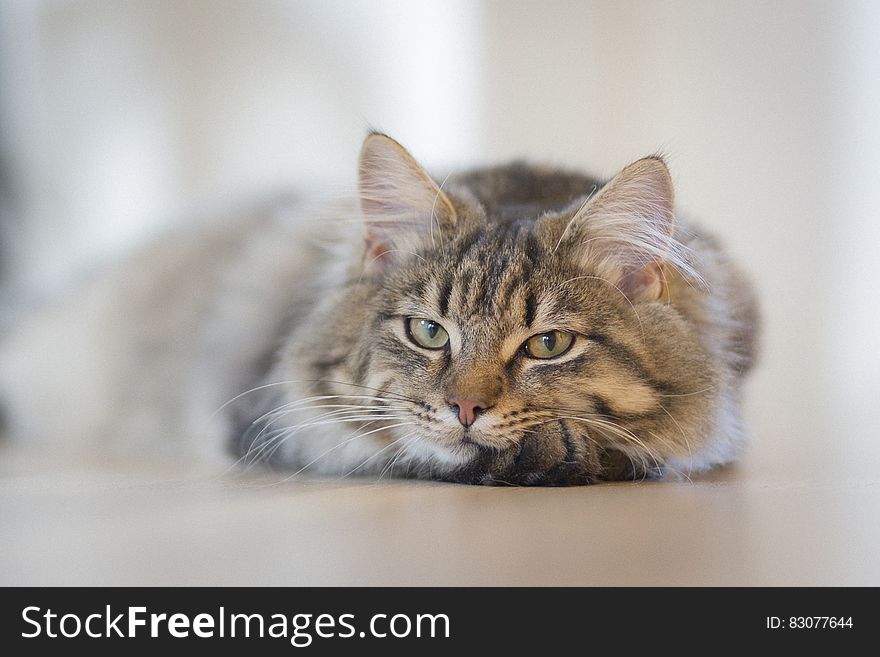 Gray Tabby Cat on Brown Floor