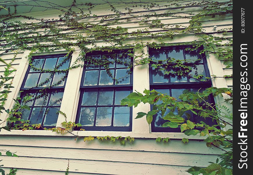 3 Closed Window Pane Slightly Covered With Green Vines at Daytime