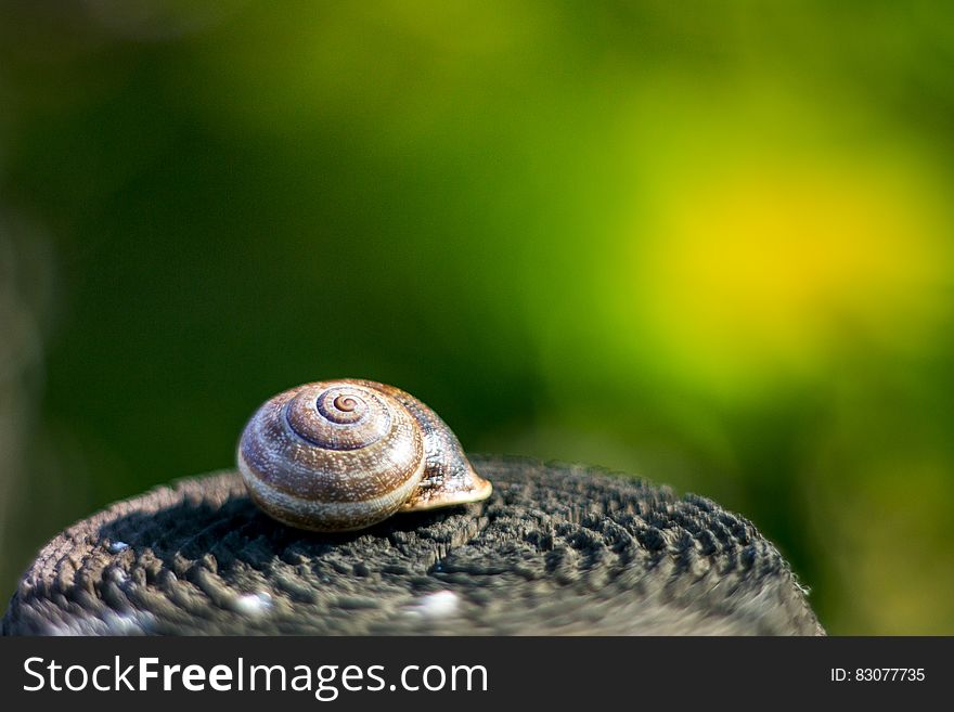 A closeup of a snail