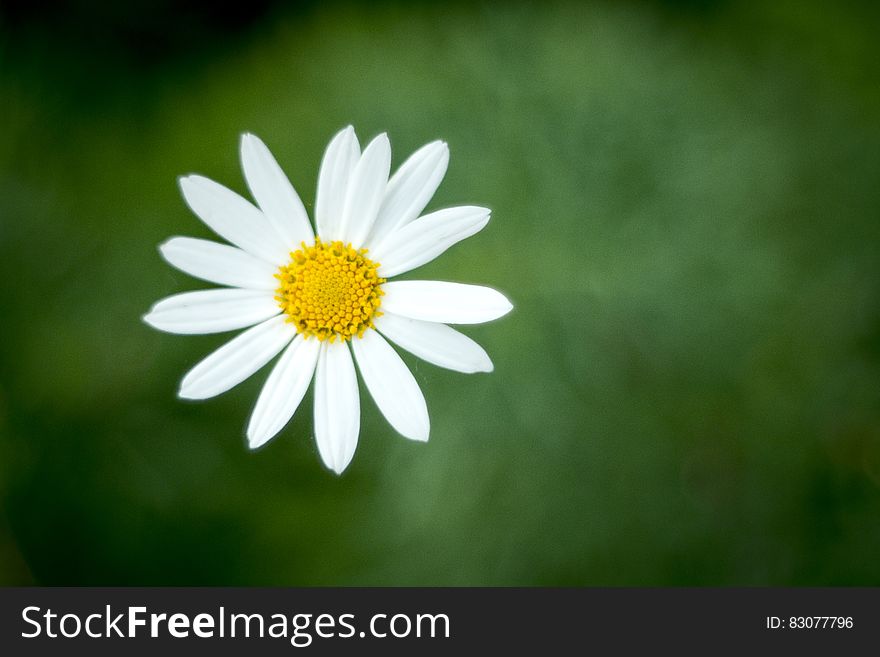 Overhead view of single blooming daisy flower with green nature background and copy space.