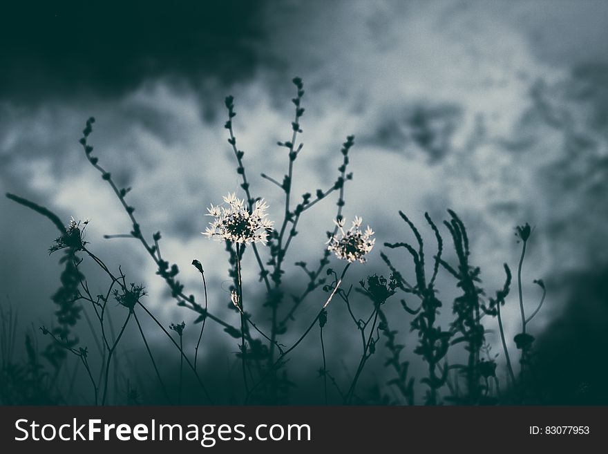 Grayscale Photo Of Flower