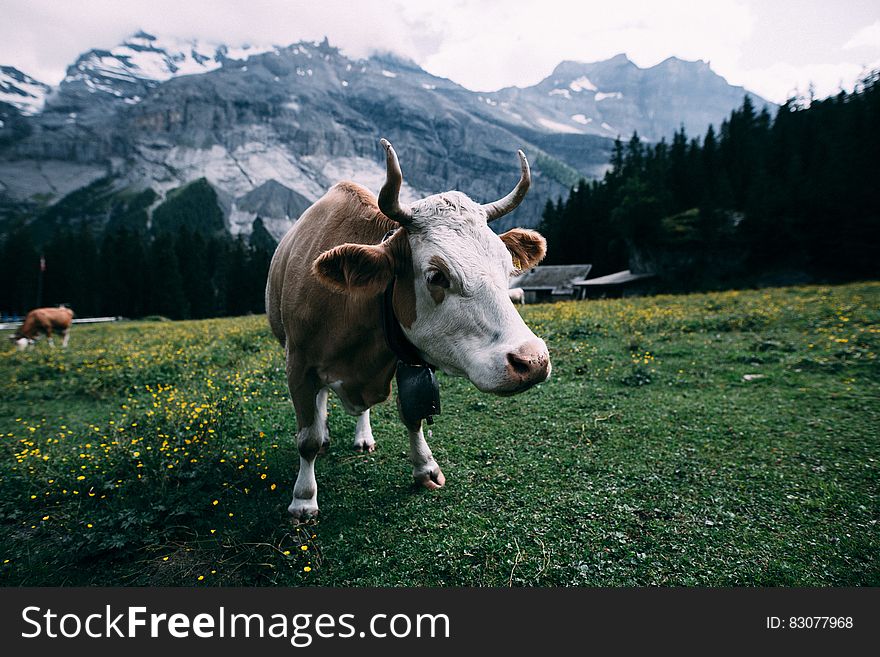 White and Brown Cow Near Mountain during Daytime