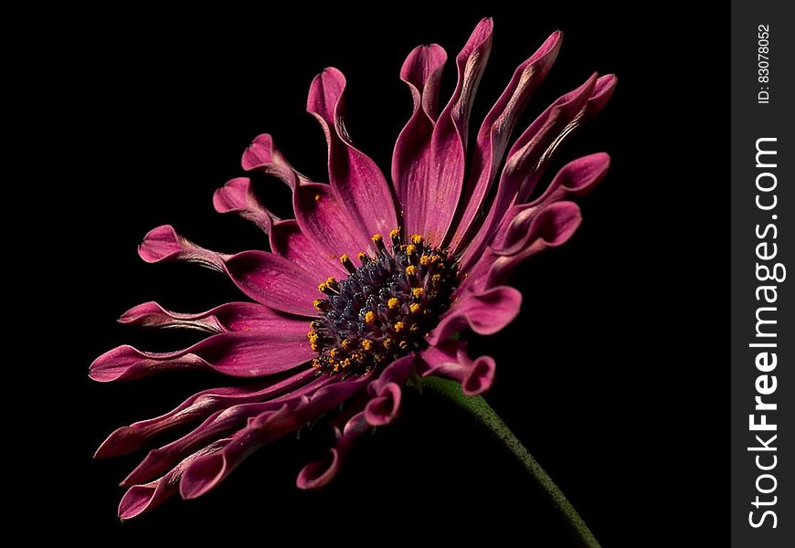 A spoon cultivar of a red daisy flower on black dark background. A spoon cultivar of a red daisy flower on black dark background.