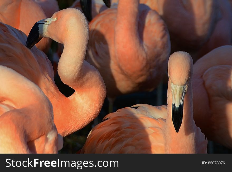 Group of pink flamingo birds gathered together.