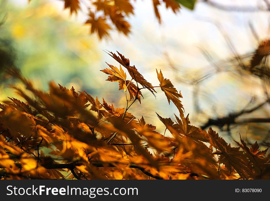 Brown Dry Leaves