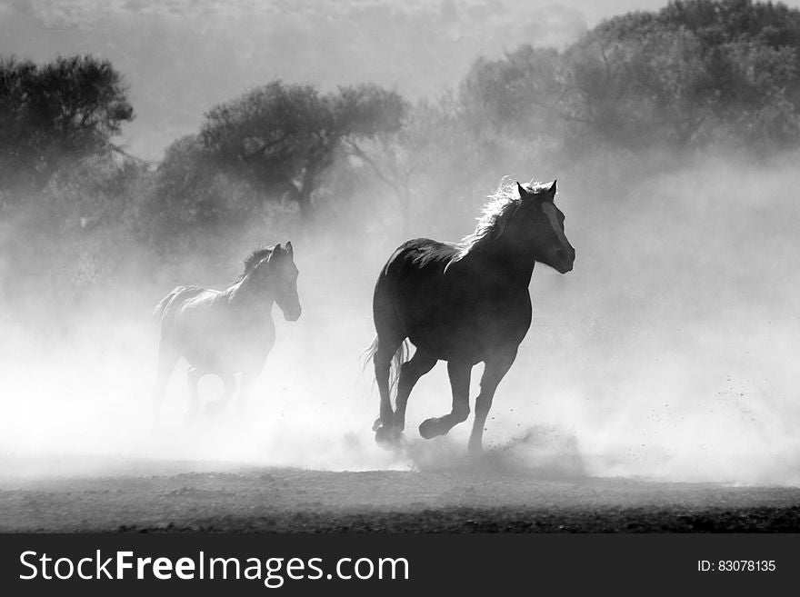 Brown And White Stallions Running In A Field